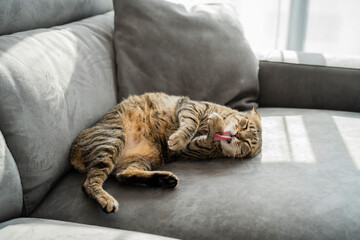Cute rescue cat laying on top of sofa in living room during daytime licking its paw