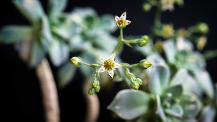 Beautiful mother of pearl or ghost plant succulent flowers with black background. Close up of...