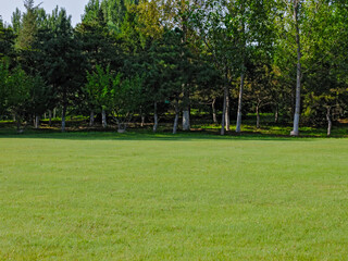 Photo of A meadow in the park