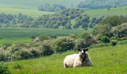 Sheep grazing on farmland in the South Downs National Park near Ditchling Beacon in East Sussex UK.