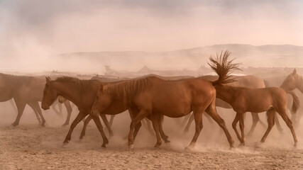 Fototapeta na wymiar Kayseri, Turkey - August 2017: Horses running and kicking up dust. Yilki horses in Kayseri Turkey are wild horses with no owners