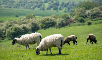 Obraz premium Sheep and lambs grazing on farmland in the South Downs National Park near Ditchling Beacon in East Sussex UK.