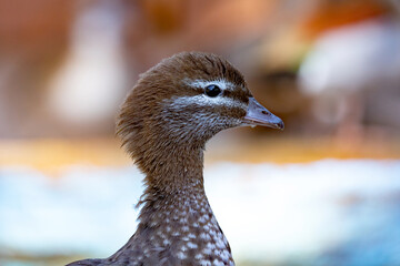 Closeup portrait of a duck