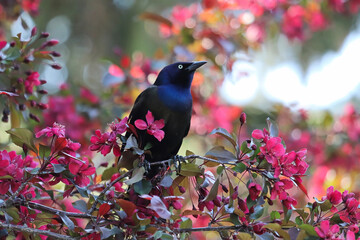 A common grackle sits inbetween pink flower in a tree