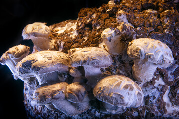 Shiitake mushroom 
