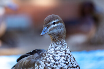 Closeup portrait of a duck