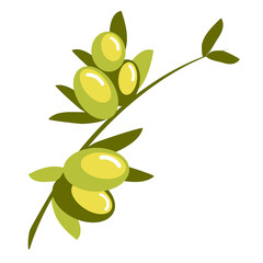 Olive branch, vector illustration. Hand drawn fruits with leaves