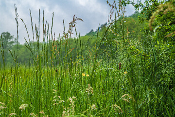 Hohes Gras im Sommer