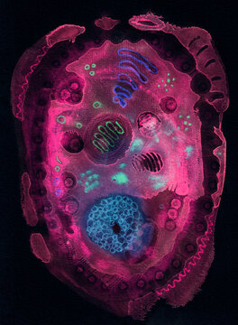 Cell Structure, a watercolor and gouache painting of an artistic representation of a single cell.