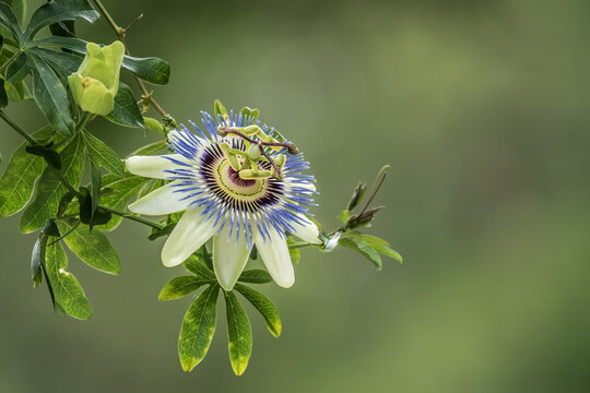 Passion Flower