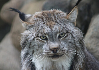 portrait of a lynx