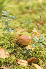 Edible mushroom - boletus (porcini mushroom) hid in the moss in the forest