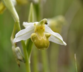 Bee Orchid flower (Ophrys apifera chlorantha). Located in old farming terraces in La Rioja, Spain.