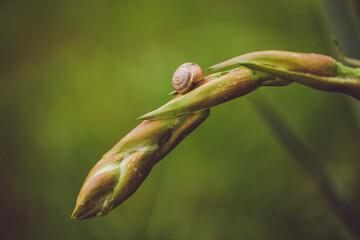 close up of a leaf