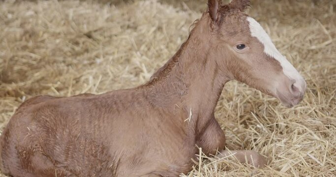 Close up of horse foal lying in straw and trying to get up. But does not make it