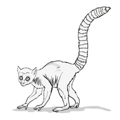 Striped-tailed macaque or lemur with . A monkey animal with a very long tail on branch.Coloring page for children and adults, hand drawn illustration