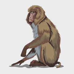 Japanese macaque or brown monkey sittin on a ground.Isolated in white background. Vector illustration © Andrey