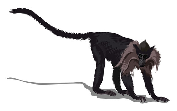 Maned mangabey or black macaque with long tail. Isolated in white background. Vector illustration
