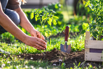Woman planting tomato seedling in organic garden. Gardening at springtime