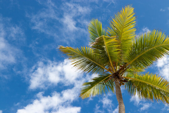 Green palm leaves on sky and clouds background. Tropical paradise banner template.