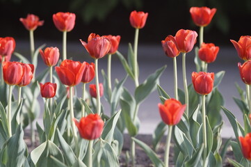 Photo of a bed of red tulips. Well-formed large buds. The background is smoothly blurred to the background.