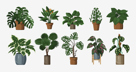 Set of vector detailed house or office plant for interior design and decoration.Tropical and Mediterranean plant for interior decor of home or office