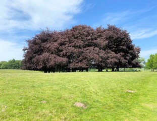 A view of the Cheshire Countryside at Tatton Park
