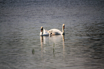 Swans on the water