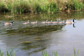 A family of Canada Geese swimming in a line
