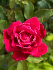 red rose in garden