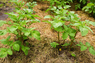 Organic gardening. Gardens with green potatoes. Potatoes growing on the ground. Potato leaves close up.