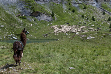 Lama en balade , Paysage des Ecrins en &eacute;t&eacute;  , Hautes -Alpes , Alpes , France