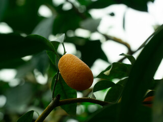 small orange orang ripen on a branch