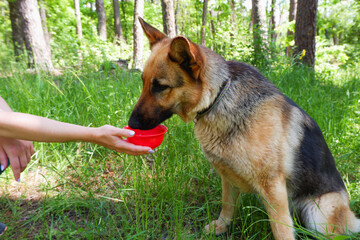 A female hand gives a drink to the dog. German Shepherd for a walk in the forest.