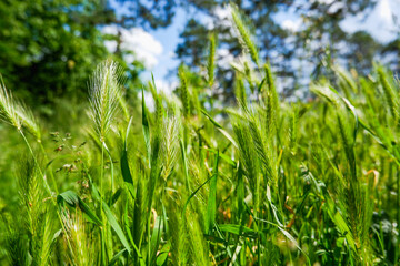 Green juicy ears of cereal. Summer background. Juicy fresh ears of young green wheat on nature in spring summer field