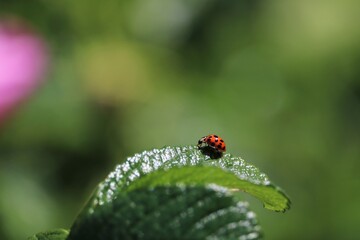 Coccinelle