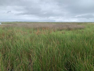 grass and sky