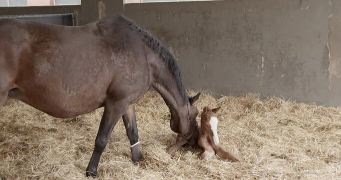 brown horse mother welcomes freshly born foal lying in straw
