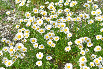 Chamomile field of flowers in the light of bokeh day