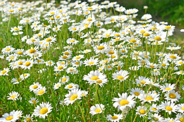 Chamomile field of flowers in the light of bokeh day