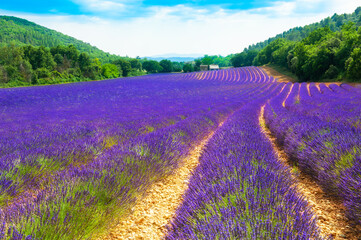 Naklejka na ściany i meble Lavender fields in Provence, France. Beautiful summer landscape.