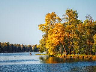 Fototapeta na wymiar Autumn tree on the bank of the pond. Morning autumn landscape with yellow trees.