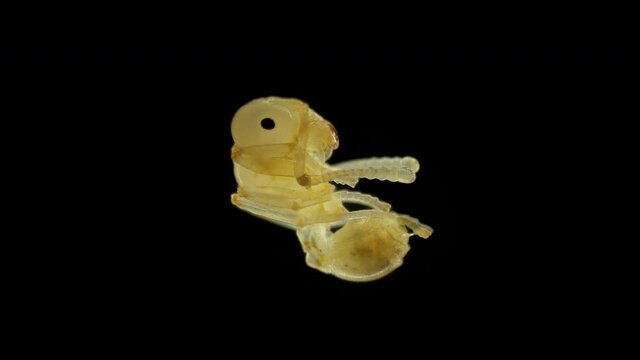 Pupa of ant Messor muticus under a microscope, family Formicidae. After a while, it will turn into a working ant - an imago
