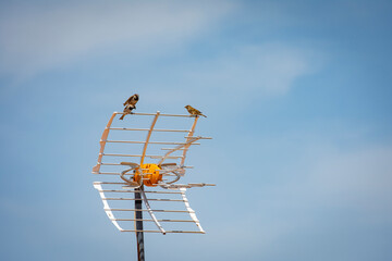 Dos gorriones machos pelean por una hembra, en una antena de televisión