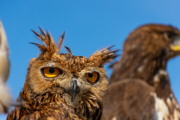 Close up of European eagle owl head and upper body