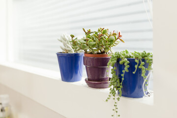 Potted succulents in window sill