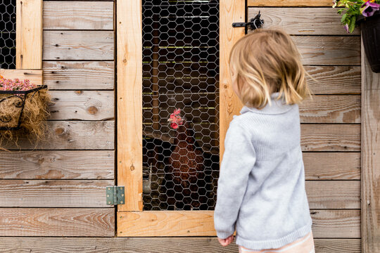 Girl looks at chicken in homemade coop