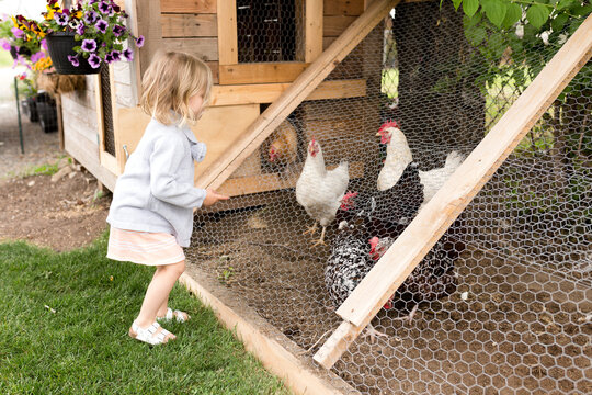Girl talks to chicken in coop