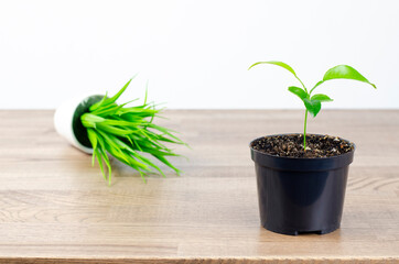Green sprout of an orange tree. Grass in a pot. Plant Leaves. Beginning concept. Height. On white background.