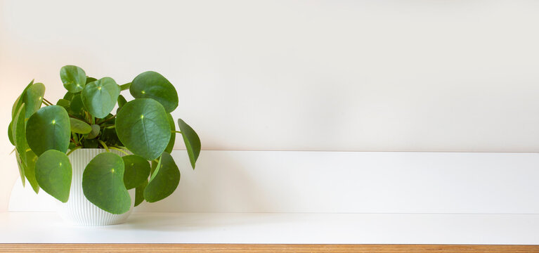 Pilea peperomioides, money plant on white wooden shelf and modern white background texture,stylish modern decoration for indoor house, copy space